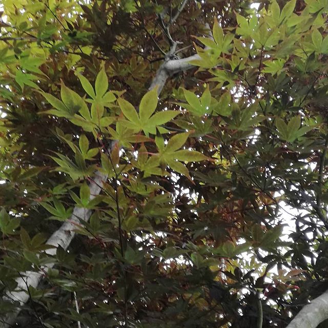 炭鳥ikadaの紅葉は、まだあと少しhttp://ikadamitake.com　営業時間11～17時(夏季)木曜定休(祭日は営業)※むかし鳥、ばくだんは数に限りがございます。1個からお取り置き致します♪Tel.0428-85-8726#炭鳥 #蔵 #筏 #ikada #むかし鳥 #mitake #tokyo #御岳 #御岳山 #御岳山ロックガーデン #武蔵御嶽神社 #多摩川 #御岳渓谷 #御岳ランチ #奥多摩フィッシングセンター #奥多摩 #日原鍾乳洞 #味玉 #バイク #ロードバイク #カヌー #カヤック #リバーSUP #ラフティング #デッドエンド #ペット可 #紅葉
