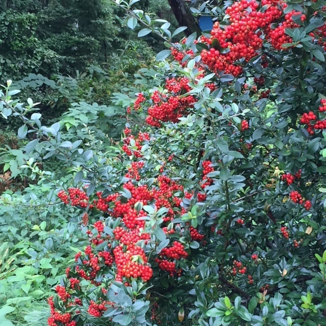 今年もお隣に #ピラカンサス が咲く季節となりました♪ピラカンサスは別名 #火棘 (かきょく)で、赤い実から抽出したエキスが美白成分として化粧品にも使われます火棘の名前の通り、痛いトゲがいっぱい付いています去年は11月に咲いていました。今年は早いです。http://ikadamitake.com営業時間11~17時(夏季)木曜定休(祭日は営業)※むかし鳥、ばくだんは数に限りがございます。１個からお取り置き致します♪Tel.0428-85-8726#炭鳥 #蔵 #筏 #ikada #むかし鳥 #mitake #tokyo #御岳 #御岳山 #御岳山ロックガーデン #武蔵御嶽神社 #多摩川 #御岳渓谷 #御岳ランチ #奥多摩フィッシングセンター #奥多摩 #日原鍾乳洞 #味玉 #バイク #ロードバイク #カヌー #カヤック #リバーSUP #ラフティング #デッドエンド #ペット可