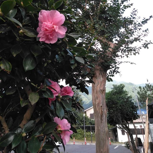 蔵の前の #山茶花 も、次々と咲く様になって来ました。これから冬の間、庭に彩りを添えてくれます♪http://ikadamitake.com営業時間11~17時(夏季)木曜定休(祭日は営業)※むかし鳥、ばくだんは数に限りがございます。１個からお取り置き致します♪Tel.0428-85-8726#炭鳥 #蔵 #筏 #ikada #むかし鳥 #炭鳥ikada #ばくだん #mitake #tokyo #御岳 #御岳山 #御岳山ロックガーデン #武蔵御嶽神社 #多摩川 #御岳渓谷 #御岳ランチ #奥多摩フィッシングセンター #奥多摩 #日原鍾乳洞 #味玉 #バイク #ロードバイク #カヌー #カヤック #リバーSUP #デッドエンド #ペット可