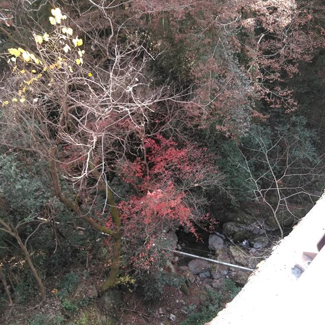 炭鳥ikadaのすぐそばの大沢橋の下に、秋の名残りの紅葉がありました。﻿﻿谷間で日陰なので目立ちにくいのですが、清らかな川の流れとともに、四季折々の木々の景色を楽しむ事が出来ます🏞️﻿﻿http://ikadamitake.com﻿営業時間・4月〜12月11~17時﻿金曜定休(祭日は営業)﻿※むかし鳥、ばくだんは数に限りがございます。１個からお取り置き致します♪﻿Tel.0428-85-8726﻿#むかし鳥 #炭鳥ikada #ばくだん #mitake #tokyo #御岳 #御嶽駅 #御岳山 #御岳山ロックガーデン #武蔵御嶽神社 #御岳神社 #多摩川 #御岳渓谷 #東京アドベンチャーライン #御岳ランチ #奥多摩フィッシングセンター #奥多摩 #日原鍾乳洞 #okutama #バイク #ロードバイク #カヌー #カヤック #riversup  #デッドエンド #ペット可 #紅葉