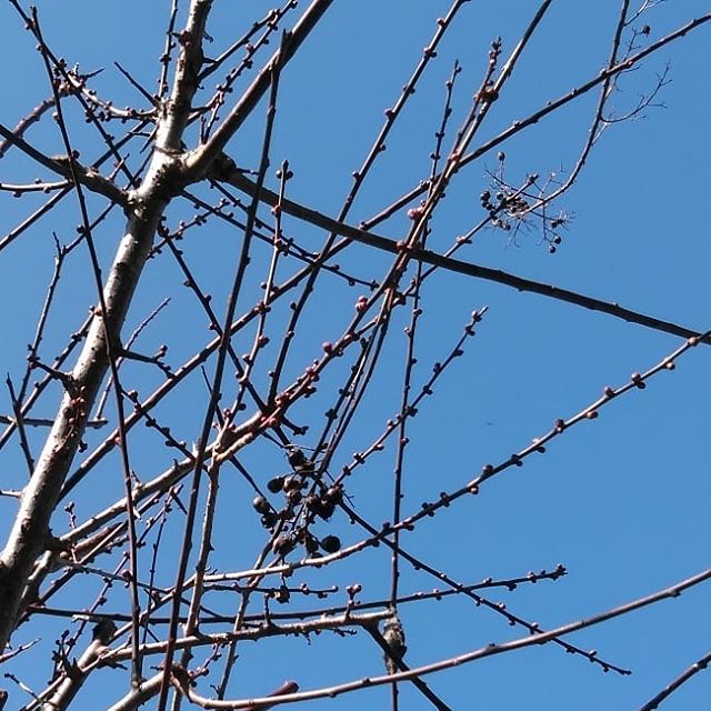 ﻿今日は暖かいですね〜﻿炭鳥ikadaの辺りでも、予想最高気温は何と17℃です﻿﻿picは #梅の花 のつぼみ﻿﻿この暖かさで膨らみそうです。﻿﻿http://ikadamitake.com﻿﻿営業時間・1月〜 3月 11〜16時﻿﻿4月〜12月 11〜17時﻿﻿金曜定休(祭日は営業)﻿﻿※むかし鳥、ばくだんは数に限りがございます。１個からお取り置き致します♪﻿﻿Tel.0428-85-8726﻿﻿#むかし鳥 #体験型 #炭鳥ikada #ばくだん #mitake #tokyo #御岳 #御嶽駅 #御岳山 #御岳山ロックガーデン #武蔵御嶽神社 #御岳神社 #多摩川 #御岳渓谷 #東京アドベンチャーライン #御岳ランチ #奥多摩フィッシングセンター #奥多摩 #日原鍾乳洞 #okutama #バイク #ロードバイク #カヌー #カヤック #riversup #デッドエンド #ペット可