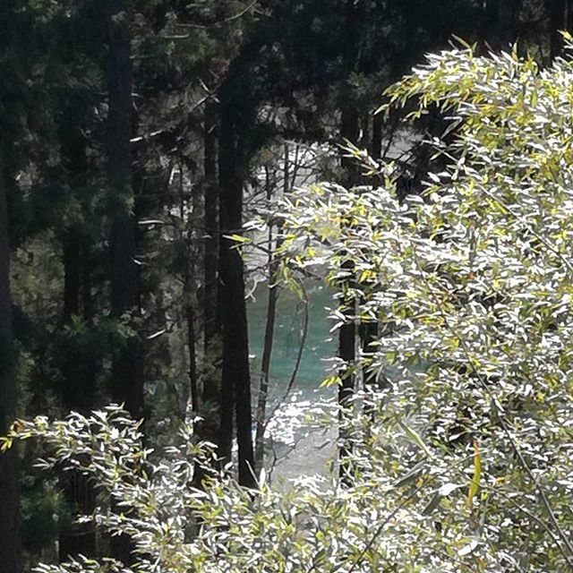 ﻿木々の隙間から見える、多摩川の水面﻿﻿青と緑が混じった様な﻿穏やかで静かな﻿冬の水の色合い﻿﻿http://ikadamitake.com　﻿営業時間 1月から3月  11～16時﻿4月から12月 11～17時﻿金曜定休(祭日は営業)﻿※むかし鳥、ばくだんは数に限りがございます。1個からお取り置き致します♪﻿Tel.0428-85-8726﻿#むかし鳥 #体験型 #炭鳥ikada #ばくだん #mitake #tokyo #御岳 #御岳山 #御岳山ロックガーデン #武蔵御嶽神社 #御岳神社 #多摩川 #御岳渓谷 #東京アドベンチャーライン #御岳ランチ #奥多摩フィッシングセンター #奥多摩 #日原鍾乳洞 #味玉 #串 #バイク #ロードバイク #カヌー #カヤック #リバーSUP #デッドエンド #ペット可 ﻿