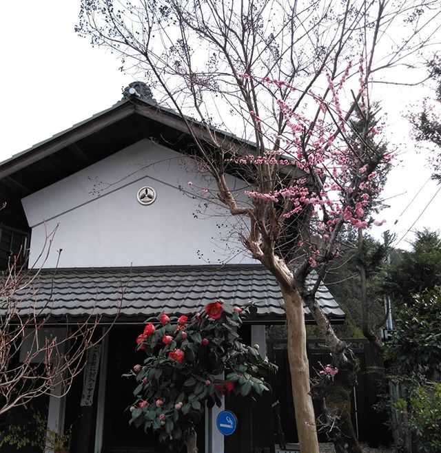 ﻿今朝の椿と紅梅﻿﻿この暖かさでどんどん開いています🤗﻿﻿しかし、この椿。﻿昨年は斑入りの花も同じ木に咲いていたのですが、今年はどうでしょうか？﻿﻿http://ikadamitake.com﻿﻿営業時間・1月〜 3月 11〜16時﻿﻿4月〜12月 11〜17時﻿﻿金曜定休(祭日は営業)﻿﻿※むかし鳥、ばくだんは数に限りがございます。１個からお取り置き致します♪﻿﻿Tel.0428-85-8726﻿﻿#むかし鳥 #体験型 #炭鳥ikada #ばくだん #mitake #御岳 #御嶽駅 #御岳山 #御岳山ロックガーデン #武蔵御嶽神社 #御岳神社 #御岳渓谷 #東京アドベンチャーライン #御岳ランチ #奥多摩フィッシングセンター #奥多摩 #日原鍾乳洞 #青梅線五日市線の旅 #imatamagourmet #バイク #ロードバイク #カヌー #カヤック #ラフティング #riversup #デッドエンド #ペット可 #椿 #紅梅