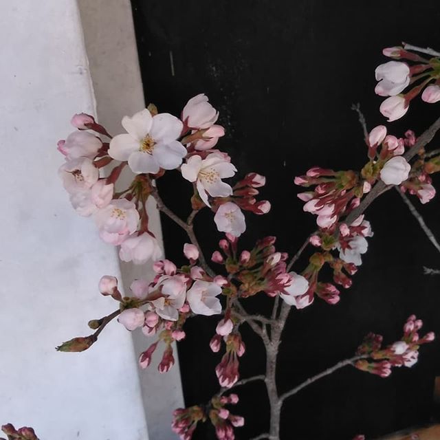 ﻿斜めお向かいさんから、今日は #桜 を頂きました﻿﻿斜めお向かいさんのおうちには、道沿いと、そして炭鳥ikadaからよく見える所に大きな桜の木があって、この季節は見る人の目を楽しませてくれます🤗﻿﻿見頃まではもう少しですね♪﻿﻿都心の桜が散る頃、ちょうど満開になりそうです﻿﻿http://ikadamitake.com﻿﻿営業時間・4月〜12月 11〜17時﻿1月〜3月 11〜16時﻿金曜定休(祭日は営業)﻿﻿※むかし鳥、ばくだんは数に限りがございます。１個からお取り置き致します♪﻿﻿Tel.0428-85-8726﻿﻿#むかし鳥 #体験型 #炭鳥ikada #ばくだん #mitake #御岳 #御嶽駅 #御岳山 #御岳山ロックガーデン #武蔵御嶽神社 #御岳神社 #御岳渓谷 #東京アドベンチャーライン #御岳ランチ #奥多摩フィッシングセンター #奥多摩 #日原鍾乳洞 #青梅線五日市線の旅 #imatamagourmet #バイク #ロードバイク #カヌー #カヤック #ラフティング #riversup #デッドエンド #ペット可 #ソメイヨシノ
