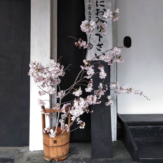 ﻿蔵の入口の桜も、八分咲きになりました﻿﻿http://ikadamitake.com﻿﻿営業時間・4月〜12月 11〜17時﻿1月〜3月 11〜16時﻿金曜定休(祭日は営業)﻿﻿※むかし鳥、ばくだんは数に限りがございます。１個からお取り置き致します♪﻿﻿Tel.0428-85-8726﻿﻿#むかし鳥 #体験型 #炭鳥ikada #ばくだん #mitake #御岳 #御嶽駅 #御岳山 #御岳山ロックガーデン #武蔵御嶽神社 #御岳神社 #御岳渓谷 #東京アドベンチャーライン #御岳ランチ #奥多摩フィッシングセンター #奥多摩 #日原鍾乳洞 #イマタマ #バイク #ロードバイク #サイクリング #カヌー #カヤック #ラフティング #riversup #デッドエンド #ペット可 #桜