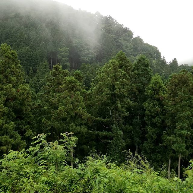 ﻿御岳でも雨が続きますが、九州の大雨は大丈夫でしょうか？﻿心配ですね…。﻿﻿﻿ #大雨災害警報 #九州大雨﻿