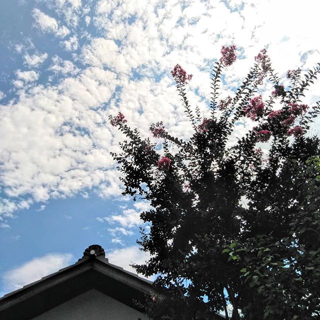 ﻿秋の空に、遅咲きの #サルスベリ が咲いています﻿﻿http:/ikadamitake.com﻿営業時間・4月〜12月 11〜17時﻿1月〜3月 11〜16時﻿金曜定休(祭日は営業)﻿※むかし鳥、ばくだんは数に限りがございます。１個からお取り置き致します♪﻿Tel.0428-85-8726﻿#むかし鳥 #体験型 #炭鳥ikada #ばくだん #mitake #御岳 #御嶽駅 #御岳山 #御岳山ロックガーデン #武蔵御嶽神社 #御岳神社 #御岳渓谷 #御岳ランチ #奥多摩フィッシングセンター #奥多摩 #日原鍾乳洞 #奥多摩湖 #バイク #ロードバイク #サイクリング #カヌー #カヤック #ラフティング #riversup #御岳ボルダー #ペット可 #百日紅﻿