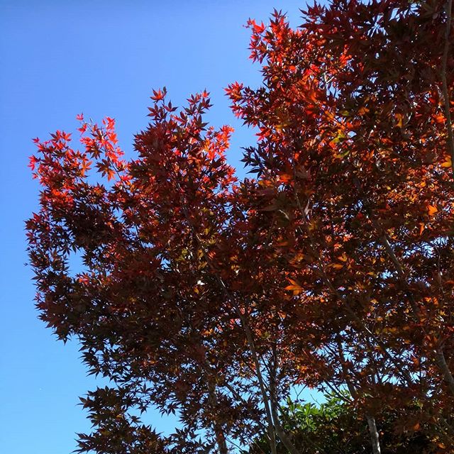 ﻿4日前にpostした、蔵の前の #もみじ がアッという間に赤くなりました ﻿﻿2枚目は、炭鳥ikadaから見た、多摩川対岸の落葉樹。　﻿﻿この木がこの様に色づいたら、周辺の紅葉の見頃です﻿﻿御岳渓谷＆御岳山に、どうぞお越し下さい🏞️﻿﻿http://ikadamitake.com　﻿営業時間4月から12月 11～17時﻿1月から3月 11～16時﻿金曜定休(祭日は営業)﻿Tel.0428-85-8726﻿#むかし鳥 #体験型 #炭鳥ikada #ばくだん #mitake #御岳 #御岳山 #御岳山ロックガーデン #武蔵御嶽神社 #御岳神社 御岳渓谷 #東京アドベンチャーライン #御岳ランチ #奥多摩フィッシングセンター #奥多摩 #日原鍾乳洞 #バイク #ロードバイク #サイクリング #カヌー #カヤック #リバーSUP #ラフティング #御岳ボルダー #ペット可 #もみじ狩り#紅葉