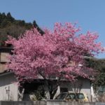 ﻿炭鳥ikadaの蔵の入口の桜