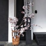 蔵の入口の桜