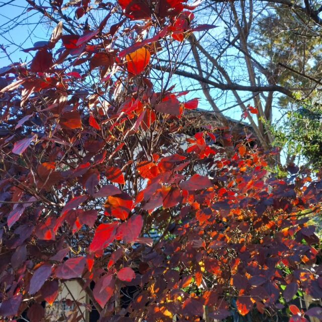 こちらの #ヤマユリ 色紙は、節分の日に武蔵御嶽神社から頂いた #日本